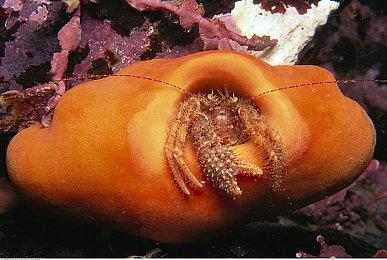 《生化危机8》Steam国区售价永降为218元 原价396元